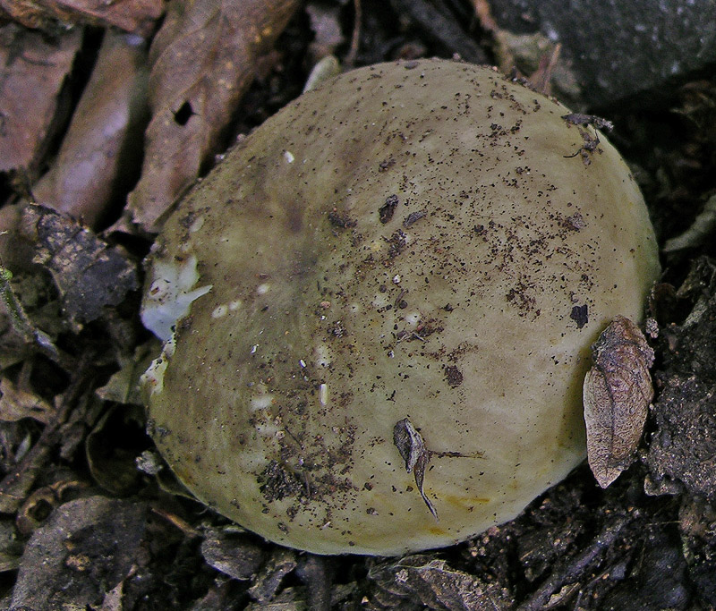 Russulaceae del 14 giugno.